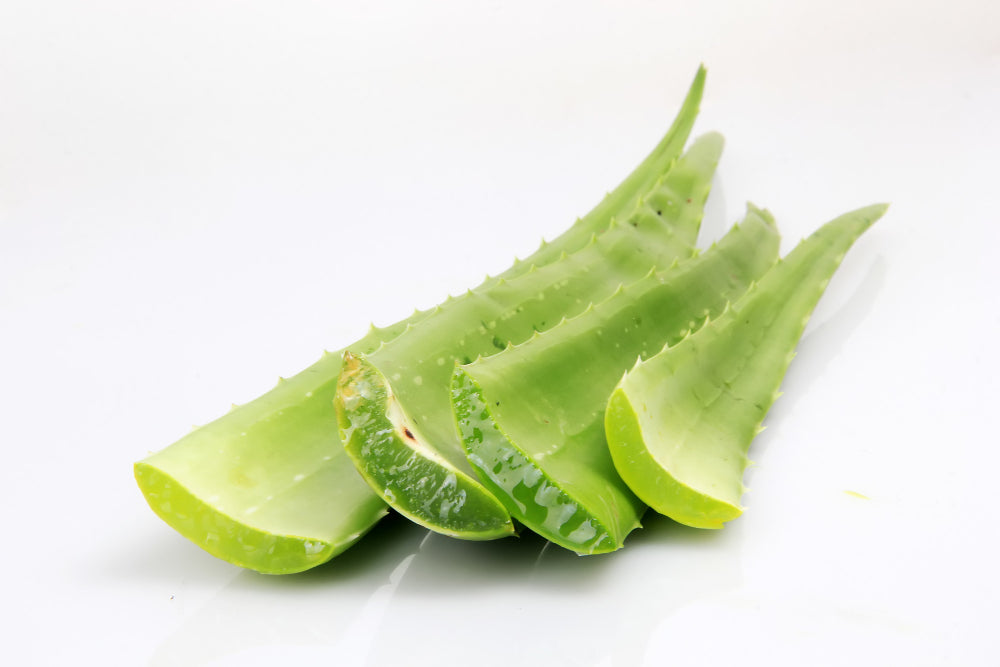 Babosa no Cabelo - Os 5 Benefícios Cientificamente Comprovados da Aloe Vera